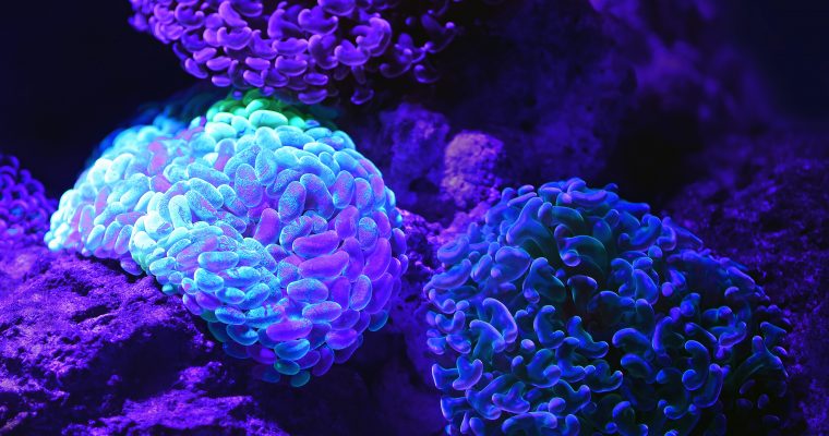 Best Memory Games for Seniors