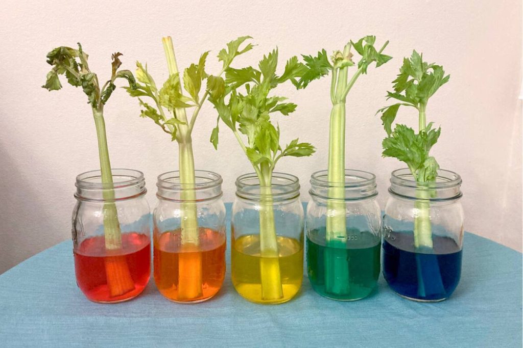 Rainbow Celery Experiment